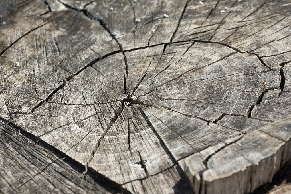 wood-366735_1920.png