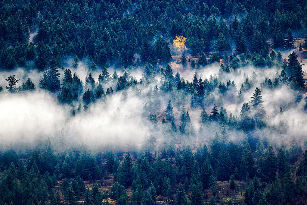 forest-2288819_1920.png
