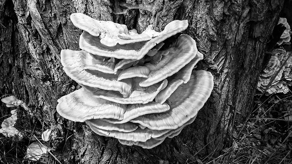 baumschwamm_reishi_meaner_sulphur_ovinus_parasite_mushroom_deciduous_tree_in_nauen_upper_bavaria-729017.jpg
