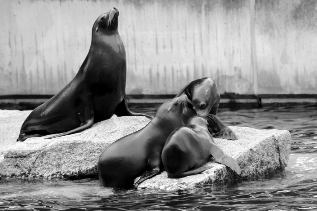 sea_lion_family_boy_crawl_zoo_acrobatic_water_creature_seal-1023937.jpg