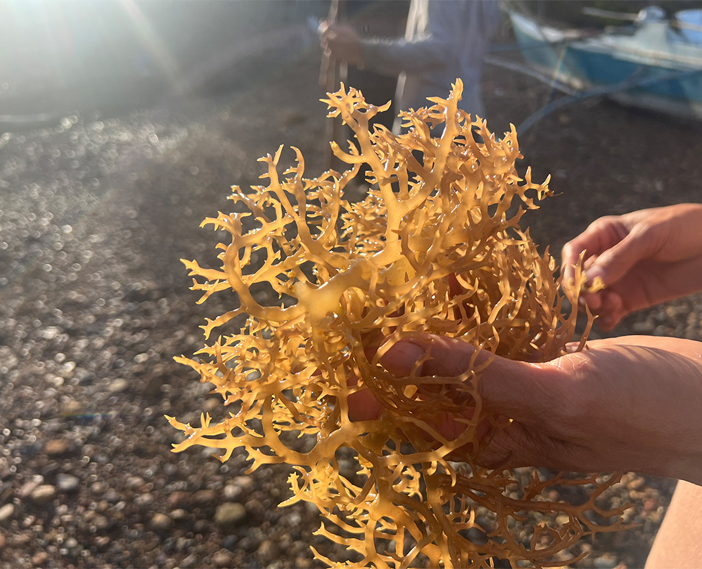 seaweeds.jpg